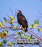 �����ڼ��\��ͼƬ