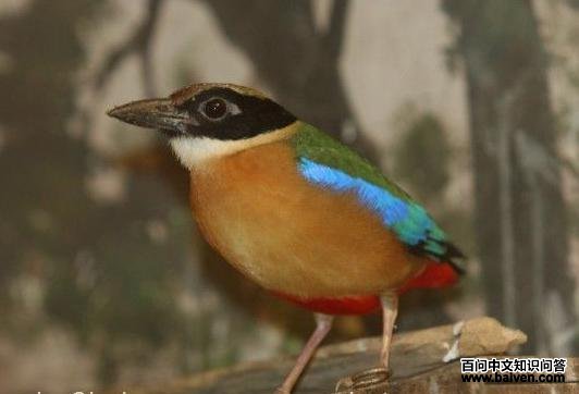 ������ɫ�