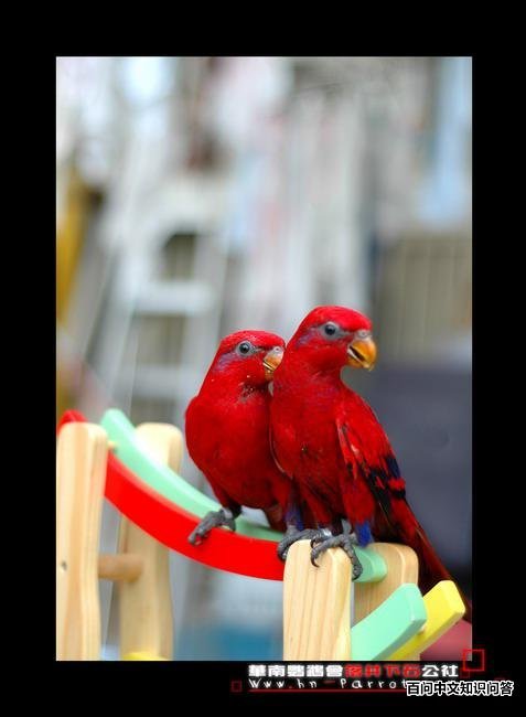 ��ɫ��������