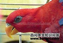 ��ɫ�������ĵ�ͼƬ