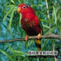 ��ɫ��������