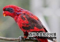 ��ɫ��������