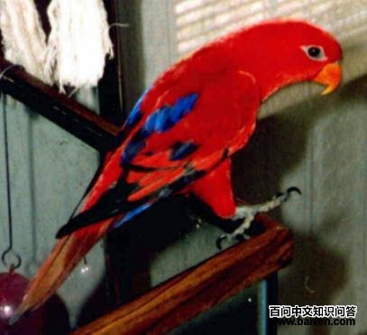 ��ɫ��������