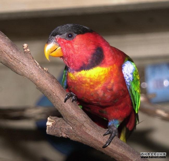 ��ɫ��������