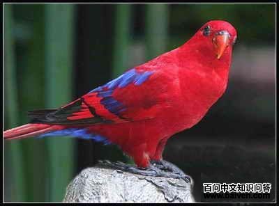 ��ɫ��������