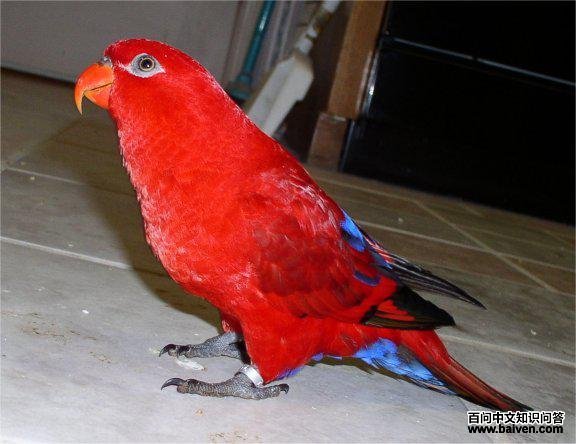 ��ɫ��������