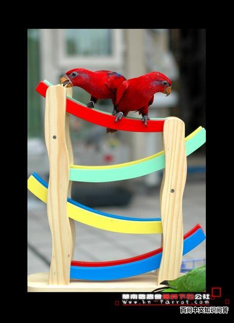 ��ɫ��������