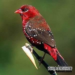 ��÷��ȸ��ͼƬ