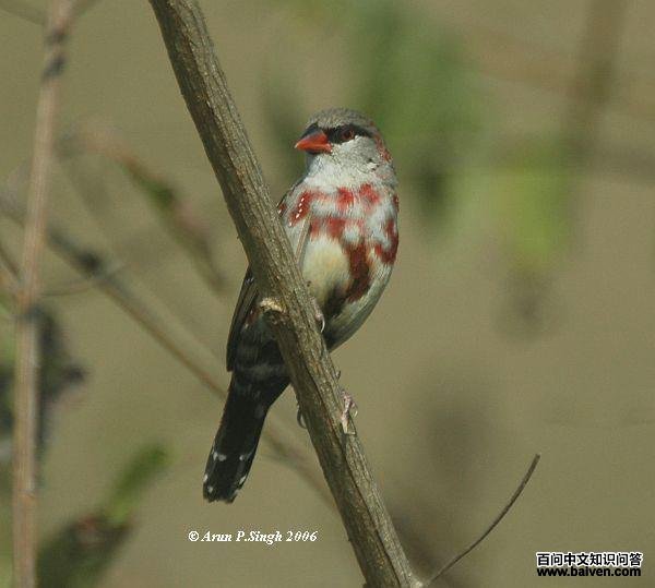 ��÷��ȸ���������ڻ���