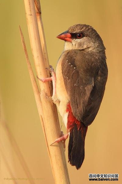 ��÷��ȸ������