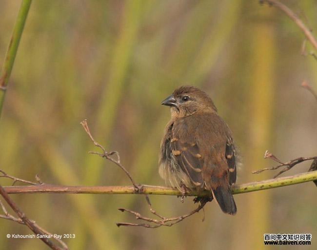 ��÷��ȸ���ǳ���