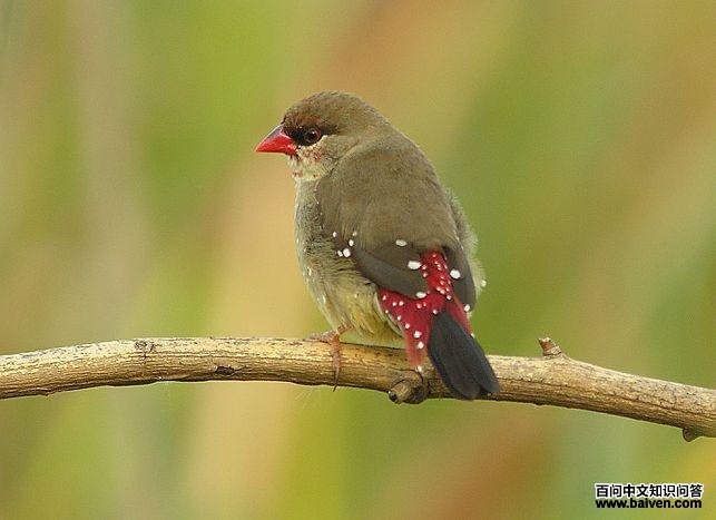 ��÷��ȸ���ǳ���