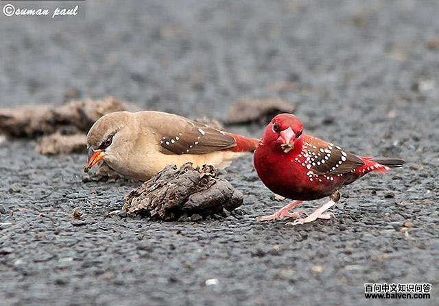 ��÷��ȸһ������ʳ