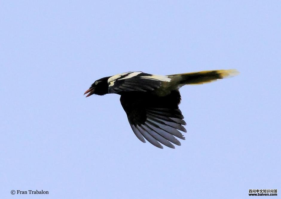 �׳���ȵ��ͼƬ