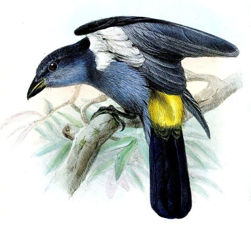 红眉唐纳雀 红眉唐纳雀的图片