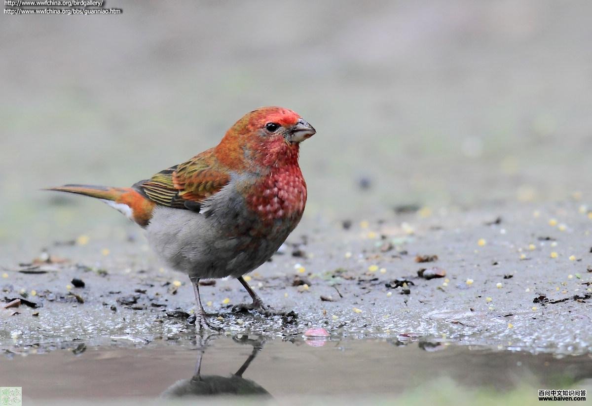 ��ü��ȸ��ͼƬ