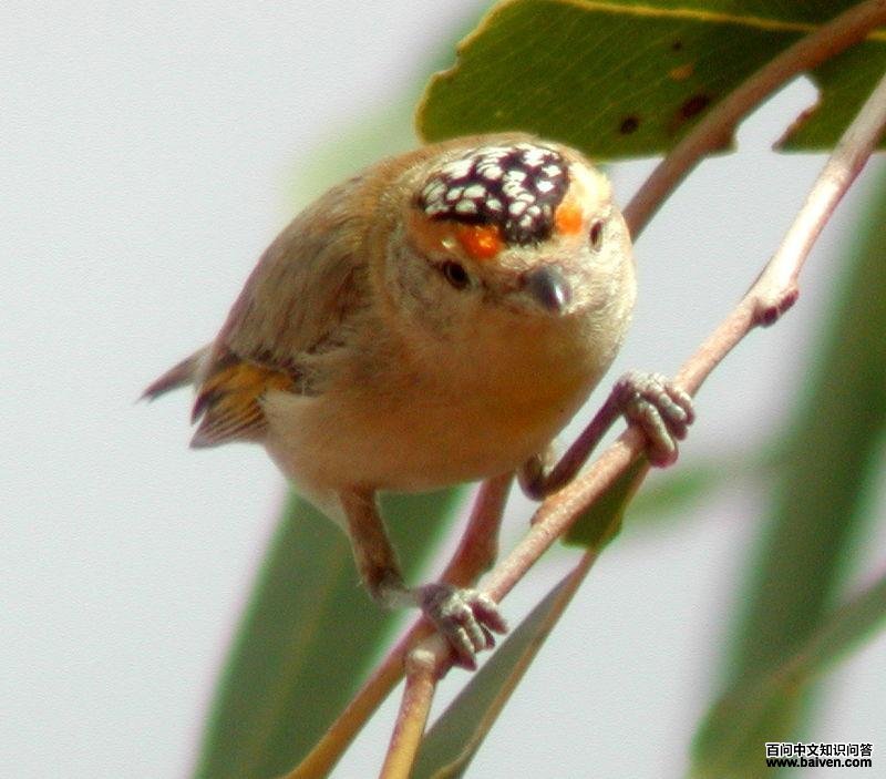 ��üʳ�����ͼƬ