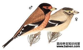 ��ü���ȸ��ͼƬ