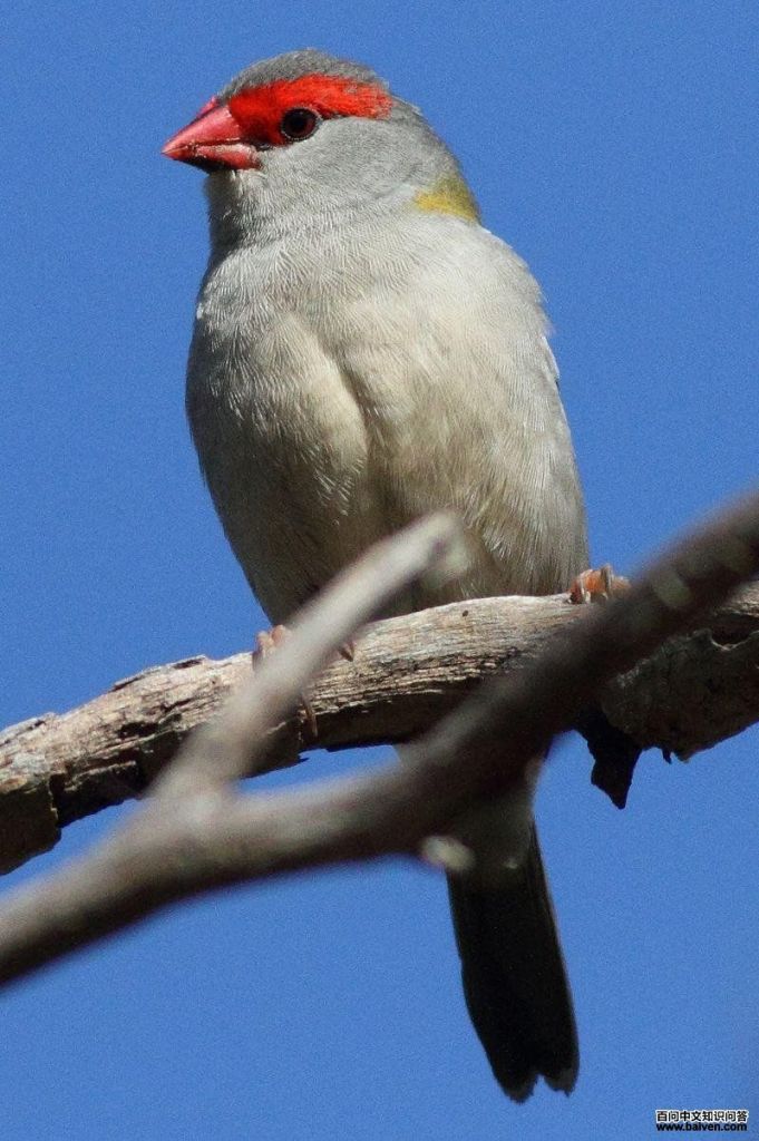 ��ü��βȸ��ͼƬ