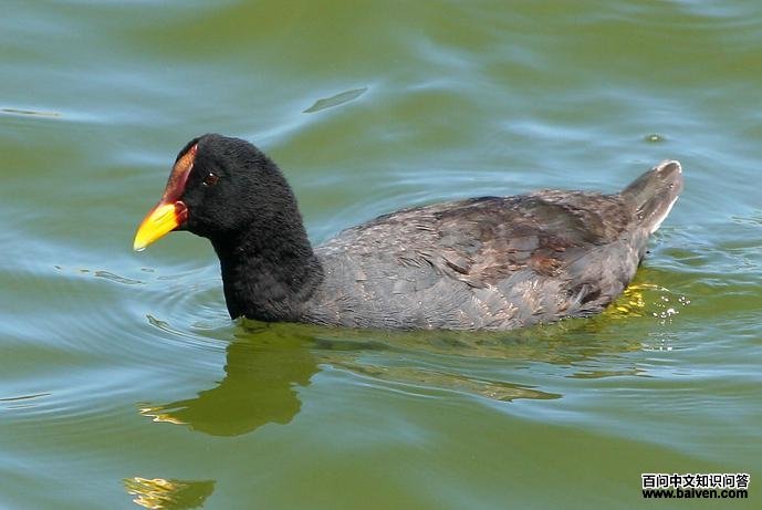 �����׹Ƕ���ͼƬ