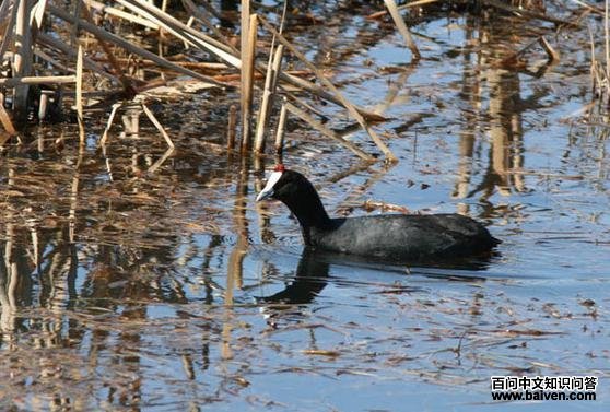 �����׹Ƕ�