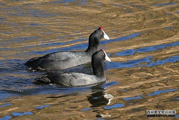 �����׹Ƕ�