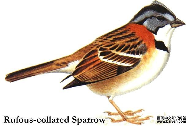 ������c����̬����ͼ