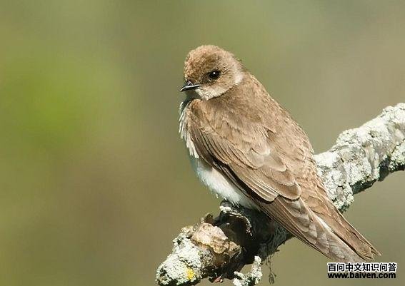 红翎毛翅燕 红翎毛翅燕的图片