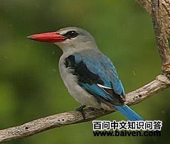 ��������ͼƬ