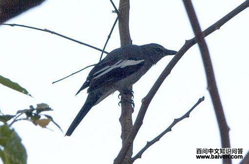 �׳���V��ͼƬ