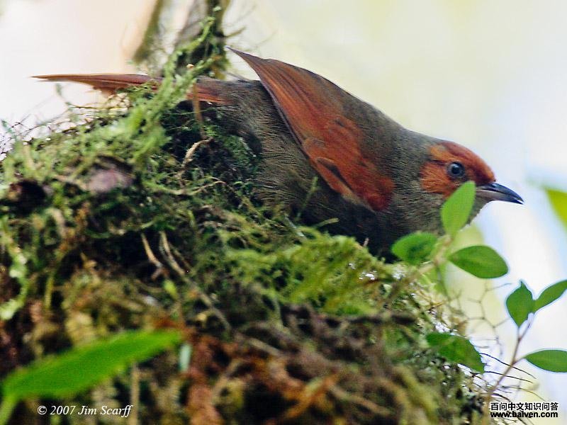 ������βȸ��ͼƬ