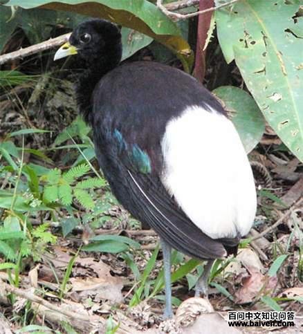 �׳���������