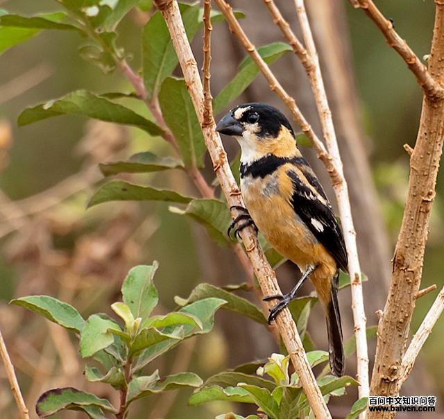 红领食籽雀 红领食籽雀的图片