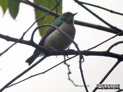 红领食蜜鸟 红领食蜜鸟的图片