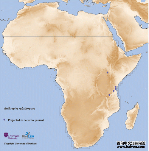 ����ʳ����