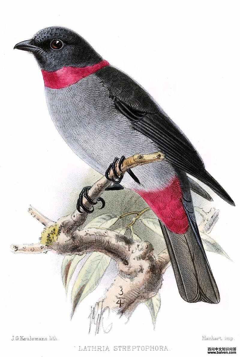 红领伞鸟 红领伞鸟的图片