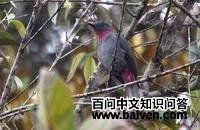 ����ɡ��