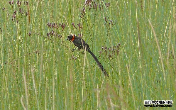 ������֯ȸ��ͼƬ