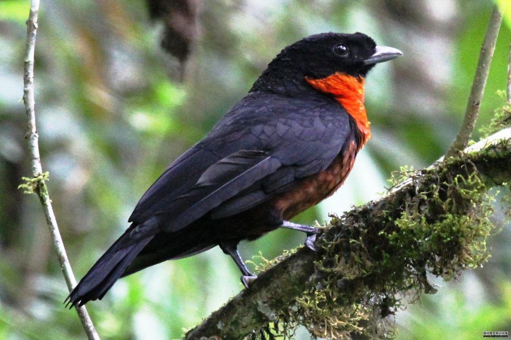 红领果伞鸟 红领果伞鸟的图片