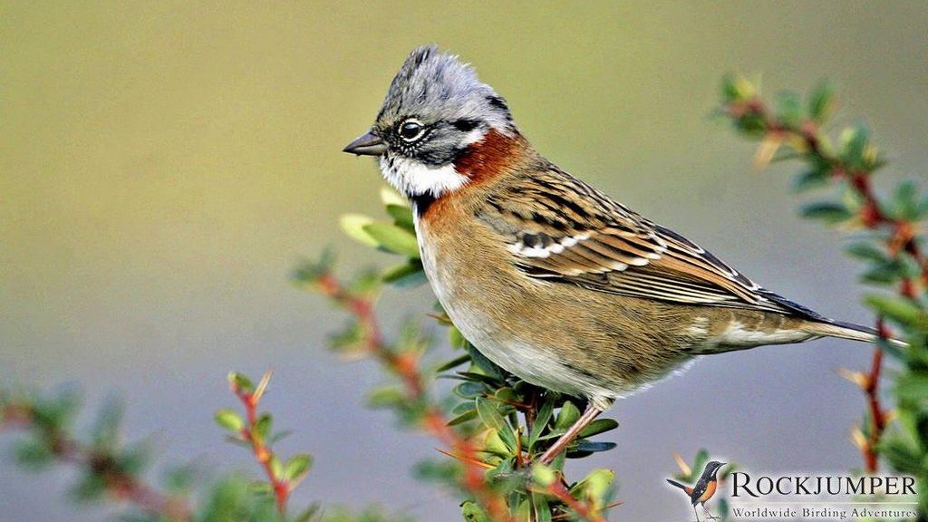 ������c��ͼƬ