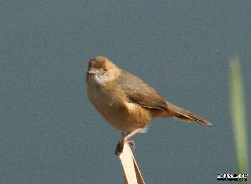 红脸扇尾莺 红脸扇尾莺的图片