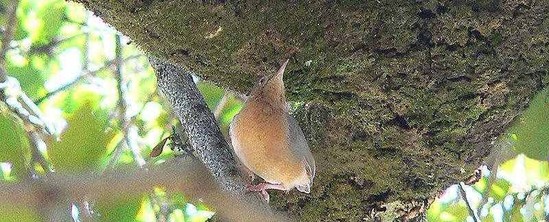 红脸森莺 红脸森莺的图片