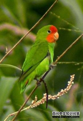 ����ĵ������