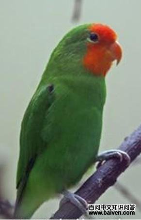 ����ĵ������