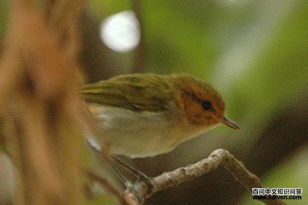 ������ݺ��ͼƬ