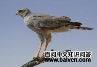 红脸歌鹰 红脸歌鹰的图片