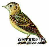 阿切氏歌百灵 阿切氏歌百灵的图片