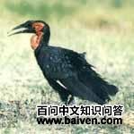 红脸地犀鸟 红脸地犀鸟的图片