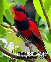 红蓝吸蜜鹦鹉 红蓝吸蜜鹦鹉的图片