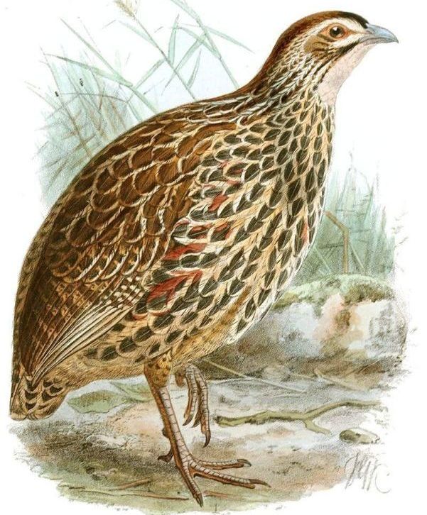 �������ͼƬ